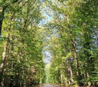 Tous en forêt, la 1ère édition du Festival des forêts d'Ile-de-France - 2 & 3 octobre 2020