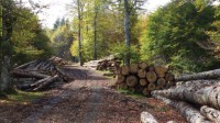 Plan de relance : 200 millions d'euros pour la forêt