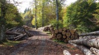 Plan de relance : 200 millions d'euros pour la forêt