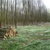 Plan de relance : l'amont forestier adresse ses propositions au Gouvernement