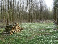 Plan de relance : l'amont forestier adresse ses propositions au Gouvernement