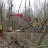 Le chêne est amené délicateemnt en bord de chemin