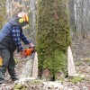 Le bucheron, également 1er adjoint, assure la coupe à Bouhans-lès-Lure