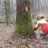 La préparation de la récolte du chêne de Blondefontaine a été réalisée par la société Neftun Kara