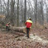 Belle longueur pour le chêne de la commune de Blondefontaine qui ira à la reconstruction de la flêche de Notre-Dame