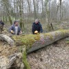 L'arbre désigné est un chablis, couché par un coup de vent