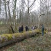 Une belle longueur pour ce chêne de Villaines-en-Duesmois