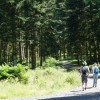 Forêts françaises : amours à partager