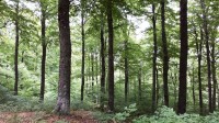 Certification de la gestion : pour une contribution des Communes forestières