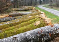 Contre la fuite des grumes de chênes, le label UE