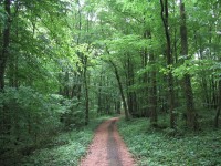 Pour des Assises de la forêt et du bois en concertation avec les Communes forestières