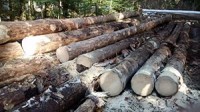 Construire une véritable politique nationale de la filière forêt-bois