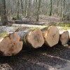 La Fédération nationale des Communes forestières impliquée pour des solutions concrètes face à la crise du chêne