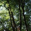 Des formations essentielles pour nos administrateurs sur la protection des forêts et le régime forestier