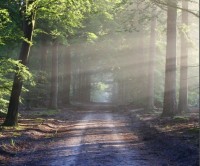 2030-2050 : quel scénario carbone pour la filière forêt-bois ?