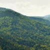 Foncier forestier : les collectivités au coeur de la réponse territoriale