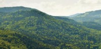 Foncier forestier : les collectivités au coeur de la réponse territoriale
