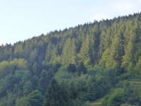 Fonds stratégique de la forêt et du bois : le ministre annonce des moyens supplémentaires