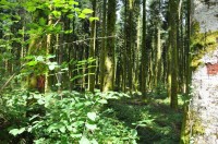 Fil d'infos COVID-19 Communes forestières n°1