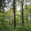 10 millions d'euros pour le renouvellement forestier des Communes forestières