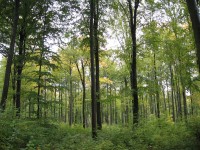 10 millions d'euros pour le renouvellement forestier des Communes forestières