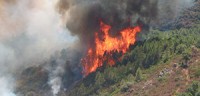 Communiqué de presse : Incendies de forêts : les élus des Communes forestières réaffirment leur rôle incontournable