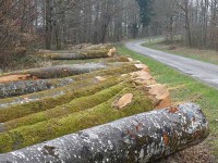 Une contractualisation renforcée pour le hêtre