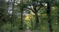 Réunion du groupe de travail « relations forêt-société »