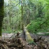 Une cellule nationale d'anticipation du défi climatique dédié à la forêt et à la filière bois