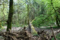 Une cellule nationale d'anticipation du défi climatique dédié à la forêt et à la filière bois