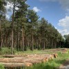 La dématérialisation de la facturation des ventes des bois